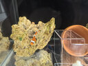 小丑魚(yú)海水魚(yú)觀(guān)賞魚(yú)人工公子尼莫耐活好養奧黑熊貓一公一母海缸 開(kāi)腮斷紋小丑隨機2.5cm左右(1條) 曬單實(shí)拍圖