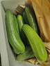 京鮮生 山東水果黃瓜 凈重3斤 單果70g+ 青瓜荷蘭瓜 源頭直發(fā) 曬單實(shí)拍圖