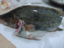 鮮活桂魚(yú)400-500g 曬單實(shí)拍圖