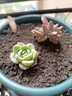 【虧本沖量】多肉植物盆栽新手套餐迷你綠植 2顆不同品種多肉 曬單實(shí)拍圖
