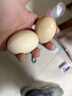 山林谷物鮮雞蛋45g/枚左右天然營(yíng)養新鮮笨雞蛋早餐溏心蛋包郵 谷物雞蛋2枚 曬單實(shí)拍圖