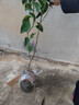 爾瀾60-70cm砂糖橘樹(shù)苗橘子苗沙糖桔樹(shù)苗果樹(shù)苗露天陽(yáng)臺種植源頭直發(fā) 曬單實(shí)拍圖