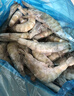 鮮京采 厄瓜多爾白蝦 凈重3斤/盒 特大號20-30規格   30-45只/盒 曬單實(shí)拍圖