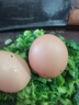 山林新鮮雞蛋鮮雞蛋當日現撿生鮮買(mǎi)菜單枚40g左右 當日現撿土雞蛋50枚 曬單實(shí)拍圖