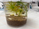 宜品達生態(tài)瓶diy材料初中生物生態(tài)魚(yú)缸手提免換水微景觀(guān)魚(yú)科學(xué)生作業(yè) 科學(xué)生態(tài)瓶【不含魚(yú)】【送綠菊水草】 曬單實(shí)拍圖