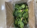 霜打菠菜趴地矮腳當季蔬菜河南趴地菠菜新鮮菠菜 霜打菠菜5斤 露天趴地菠菜現挖現發(fā) 曬單實(shí)拍圖