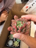 燦陽(yáng)【三八節】多肉植物肉肉小新手套餐組合帶土幼兒園大顆老樁多肉 10顆按圖發(fā) 不含盆 曬單實(shí)拍圖