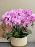 Only you【2小時(shí)達】蝴蝶蘭帶花苞花劍花盆真蘭花盆栽開(kāi)業(yè)喬遷生日母親節 6株紫色（瓷盆隨機） 曬單實(shí)拍圖