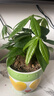 嘆為觀(guān)止發(fā)財樹(shù)盆栽桌面玻璃水培植物樹(shù)搖錢(qián)樹(shù)室內四季常綠好養易活小盆栽 120#原盆三桿發(fā)財樹(shù) 帶盆栽好 曬單實(shí)拍圖