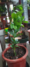 海南小青檸樹(shù)苗帶果香水檸檬樹(shù)南方北方室內客廳金桔盆栽果樹(shù)果苗 【帶土帶葉】4年苗（當年結果）死苗包賠 曬單實(shí)拍圖