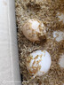 鮮雞蛋50±5克/枚 柴雞蛋農家散養笨雞蛋 新鮮雞蛋 30枚 曬單實(shí)拍圖