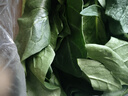 精品山東菠菜時(shí)令蔬菜農家自種現摘現發(fā)新鮮蔬菜生鮮蔬菜火鍋食材 帶箱2斤（凈重1.6斤） 曬單實(shí)拍圖