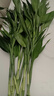 富貴竹水養基地直發(fā)水培植物轉運竹綠植盆景帶根四季水養插鮮花瓶 富貴竹60CM10棵(送生根粉_不含瓶) 曬單實(shí)拍圖