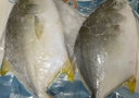 翔泰冷凍海南金鯧魚(yú)700g（2條） 曬單實(shí)拍圖