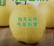 正宗雪梨河北雪花梨梨子批發(fā)10斤冰糖雪梨新鮮水果當季水果3斤5斤 特級雪梨凈重9斤 曬單實(shí)拍圖