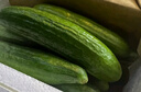 壽光水果黃瓜小黃瓜生吃脆嫩清甜涼拌蘸醬乳瓜農家自種現摘現發(fā) 水果黃瓜帶箱2斤  凈重 1.8斤 曬單實(shí)拍圖