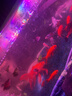 水財神熱帶觀(guān)賞魚(yú)玻璃魚(yú)七彩拉拉魚(yú)透明魚(yú)青蘋(píng)果檸檬熒光虎斑天使魚(yú)活體 紫虎斑使3條（再送1條防損) 天使魚(yú) 曬單實(shí)拍圖