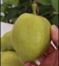 京鮮生 新疆庫爾勒香梨 凈重10斤 特級 單果120g+ 生鮮水果 曬單實(shí)拍圖