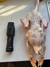 三個(gè)小廚全自動(dòng)家禽拔毛器電動(dòng)去雞鴨鵝毛神器多功能防水充電加商用脫毛機 【行業(yè)TOP1】大功率至尊款【雙電機】充插兩用 官方旗艦正品 假一賠十 30天免費試用 不滿(mǎn)意包退 曬單實(shí)拍圖