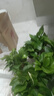 雙盟 綠蘿盆栽除甲醛花卉綠植辦公室新房?jì)艋諝?10款10盆裝源頭直發(fā) 曬單實(shí)拍圖