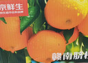 京鮮生 當季鮮橙 凈重10斤 鉑金果 單果180g起 生鮮水果橙子禮盒 曬單實(shí)拍圖