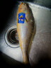 三都港 冷凍黃花魚(yú)700g/2條裝 寧德大黃魚(yú) 深海魚(yú) 生鮮 魚(yú)類(lèi) 海鮮水產(chǎn) 曬單實(shí)拍圖
