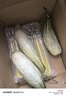 洮小嬋山東羊角蜜甜瓜 新鮮當季應季時(shí)令水果 脆甜蜜瓜香瓜整箱 帶箱5斤 單果300g+ 凈重4.5斤 曬單實(shí)拍圖