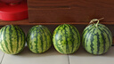 正宗冰糖8424麒麟西瓜新鮮采摘脆甜多汁有籽無(wú)籽隨機發(fā) 西瓜 5-7斤(1-2人) 曬單實(shí)拍圖