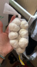 大蒜頭出口品質(zhì)網(wǎng)兜紫蒜蔬菜調料新鮮大果燒烤火鍋食材 【精品網(wǎng)兜裝】5頭裝 150g 曬單實(shí)拍圖