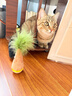 JKULNING寵物貓咪不倒翁玩具羽毛逗貓棒益智貓咪玩具解悶神器毛毛樂(lè ) 曬單實(shí)拍圖