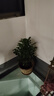 幸福樹(shù)客廳大盆栽室內好養花卉盆景綠植辦公室四季常青植物 幸福樹(shù)70-90厘米【原土原盆】 曬單實(shí)拍圖