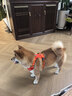 BeauGo狗狗胸背帶狗衣服小型犬牽引繩大型犬狗繩狗背帶狗狗牽引繩 熱浪橙 S碼   胸圍44-54cm體重6-10KG 曬單實(shí)拍圖
