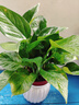 特價(jià)綠蘿盆栽室內客廳辦公室吸甲醛凈化空氣水培植物綠植花卉好養 【1盆】綠蘿+白色南瓜盆自吸水 整體含盆高度20-25cm 曬單實(shí)拍圖