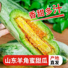 洮小嬋山東羊角蜜甜瓜 新鮮當季應季時(shí)令水果 脆甜蜜瓜香瓜整箱 帶箱5斤 單果250-350g 凈重4.5斤 曬單實(shí)拍圖