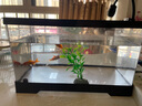貝初眾魚(yú)缸一體缸家用小型生態(tài)魚(yú)缸帶過(guò)濾桌面魚(yú)缸小金魚(yú)溪流缸水族箱 黑色【豪華過(guò)濾套餐】全景高透 新手免換水/輕松養魚(yú) 超高清透光/全景觀(guān)賞 曬單實(shí)拍圖