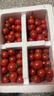 現摘圣女果小番茄西紅柿新鮮水果千禧小番茄新鮮蔬菜水果酸甜可口 精選新鮮 5斤 泡沫箱包裝 曬單實(shí)拍圖