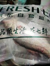 【吊水魚(yú)】鮮活大河鱸魚(yú)600/條 曬單實(shí)拍圖