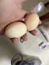 山林谷物鮮雞蛋45g/枚左右天然營(yíng)養新鮮笨雞蛋早餐溏心蛋包郵 谷物雞蛋2枚 曬單實(shí)拍圖