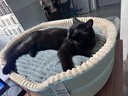 華元寵具（hoopet）貓窩四季通用貓咪床狗狗窩秋冬季保暖寵物沙發(fā)小型犬可拆洗睡墊子 曬單實(shí)拍圖