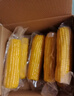 北緯媽咪黃糯玉米3.2斤（200g*8根）東北鮮甜糯玉米 黏粘玉米棒真空包裝 曬單實(shí)拍圖