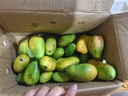 京喜加海南臺芒新鮮芒果生鮮水果時(shí)令鮮果 凈重5斤60+ 曬單實(shí)拍圖