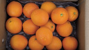 京鮮生 當季鮮橙 鉑金果 凈重6斤 單果180g起 生鮮水果橙子禮盒 曬單實(shí)拍圖