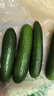 京鮮生 山東水果小黃瓜 凈重5斤單果80g+ 健康輕食 源頭直發(fā) 曬單實(shí)拍圖