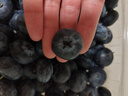 云南高山大藍莓500g 18mm 曬單實(shí)拍圖