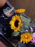 【一舉奪魁】向日葵5枝（花苞發(fā)貨） 曬單實(shí)拍圖