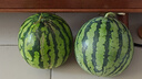【脆甜多汁】海南有籽麒麟西瓜當季薄皮孕婦水果超甜整個(gè)包郵 麒麟西瓜帶箱6-8斤凈重6斤+ 曬單實(shí)拍圖
