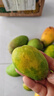 海南小臺農芒果新鮮現摘小臺芒應當季熱帶水果特產(chǎn)芒果【活動(dòng)】 單果80g+（帶箱子3斤凈重2.6斤） 曬單實(shí)拍圖