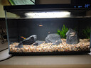 米家小米米家智能生態(tài)魚(yú)缸還原自然生態(tài)補倉一次三月無(wú)憂(yōu)出差旅行必備 曬單實(shí)拍圖
