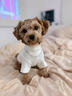 湯尼熊 TAWNEYBEAR寵物狗狗衣服雪納短袖瑞泰迪比熊約克夏春秋帥氣純色貓咪打底衫 項鏈款短袖【百搭白】 S丨背長(cháng)25胸圍37建議3-5斤 曬單實(shí)拍圖