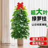 愛(ài)優(yōu)尚大葉綠蘿柱盆栽客廳大型綠植辦公室內除甲醛凈化空氣綠籮源頭直發(fā) 曬單實(shí)拍圖